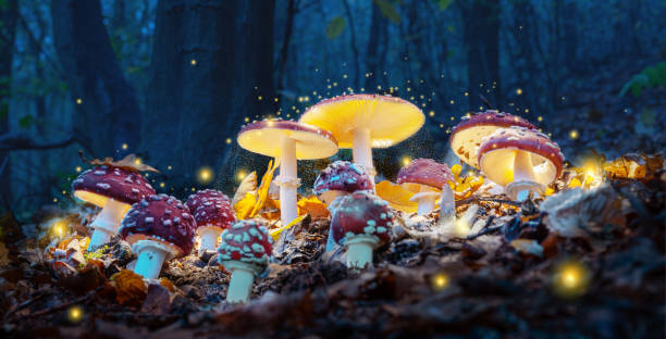 beautiful magic mushrooms 